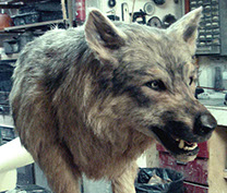 Animaux, chien factice , chat factice,singe, animatronic, loup,le pacte des loups, loutre animatronic,loutre,serpent,ours, loup mécanique, poule