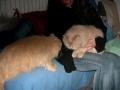 frickies-rencontre-vrai-et-faux-chat