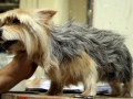 viking-faux-chien